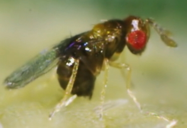 Trichogramma brassicae